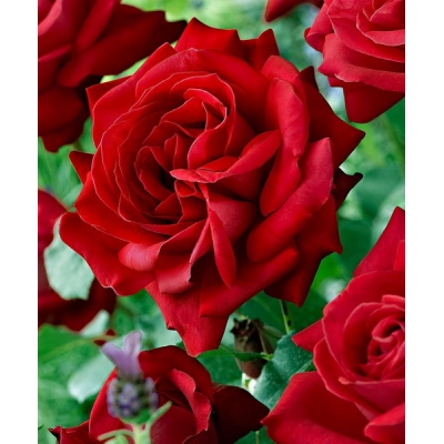 Róża wielkokwiatowa DAMA DE COEUR art. nr  511